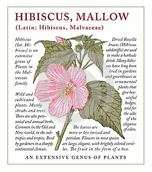 Hibiscus mallow garden Beautiful realistic isolated flowers Vintage invitation card Frame Drawing engraving Vector illustration