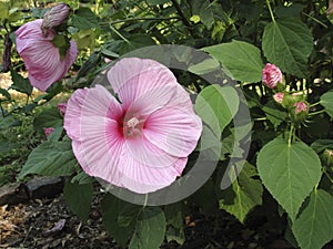 Hibiscus moscheutos in bloom