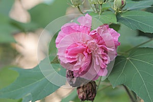 Hibiscus mutabilis