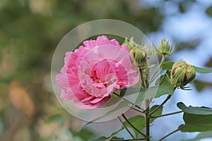 Hibiscus mutabilis