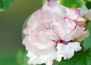Hibiscus Mutabilis pink soft frilly flower background photo