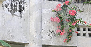 Hibiscus near the white archetecture at Ohama beach in Amami oshima Kagoshima