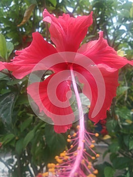 Hibiscus ornamental plants originate from East Asia and are widely grown as ornamental plants in the tropics and subtropic