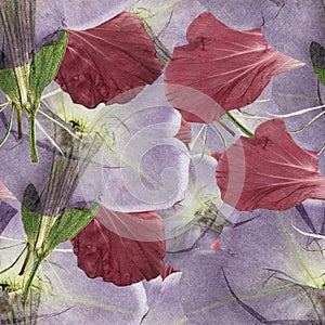 Hibiscus, Petunia. Seamless pattern texture of pressed dry flowers.