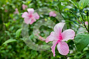 Hibiscus pink