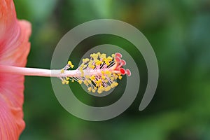 Hibiscus pistil with stigma and stamen close up