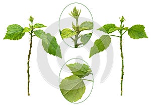 Hibiscus plant attacked by aphids