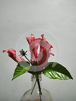 Hibiscus red