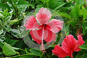 hibiscus red photo