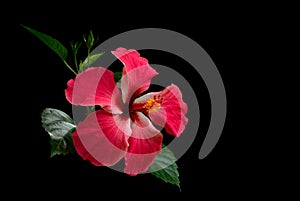 Hibiscus red flower