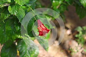 Hibiscus red flower fades in the evening