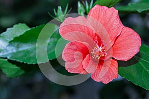 Hibiscus red flower in flower garden.