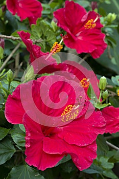 Hibiscus red flowers