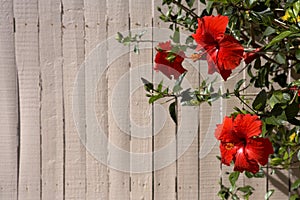 Hibiscus Red flowers