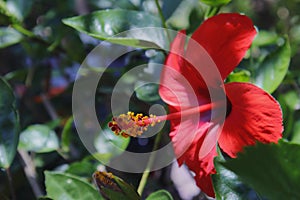 Hibiscus red flowers in the park.