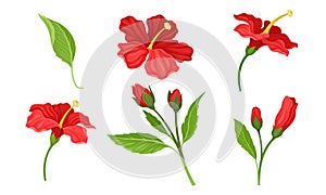 Hibiscus Red Tropical Flower with Large Petals and Green Fibrous Leaf Vector Set