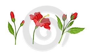 Hibiscus Red Tropical Flower with Large Petals and Green Fibrous Leaf Vector Set