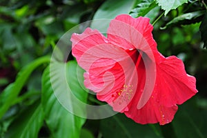 Hibiscus rosa- sinensis