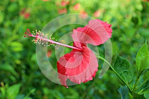 Hibiscus rosa-sinensis