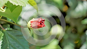 Hibiscus rosa sinensis also known as Hawaiian hibiscus, china rose, shoe flower etc