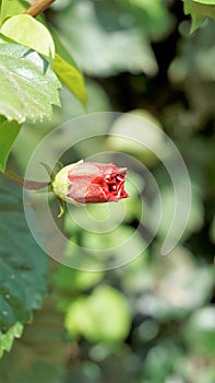 Hibiscus rosa sinensis also known as Hawaiian hibiscus, china rose, shoe flower etc