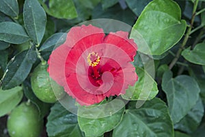 Hibiscus Rosa-sinensis