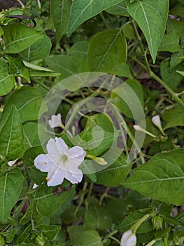 hibiscus rosa-sinensis or bunga kembang sepatu