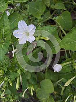 hibiscus rosa-sinensis or bunga kembang sepatu