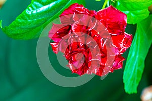 Hibiscus rosa-sinensis, - Chinese hibiscus, China rose, Hawaiian hibiscus, rose mallow, shoeblackplant - red flower