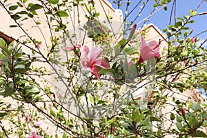 Hibiscus rosa-sinensis or chinesse hibiscus