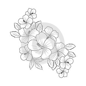 hibiscus rosa sinensis diagram, hibiscus flower drawing vector illustration, stamen of hibiscus flower