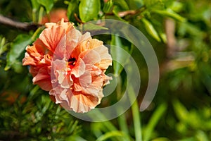 Hibiscus rosa sinensis, double petal orange color rose mallow, shoeblack plant, blooming shrub photo