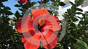 Hibiscus rosa-sinensis photo