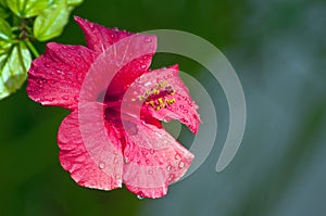 Hibiscus rosa-sinensis flower photo