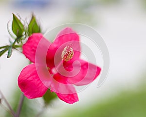 Hibiscus rosa-sinensis flower