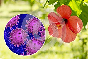 Hibiscus rosa-sinensis flower with close-up view of its pollen grains