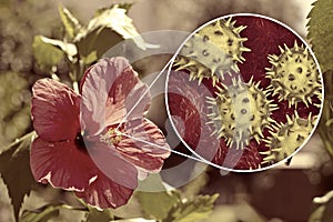 Hibiscus rosa-sinensis flower with close-up view of its pollen grains