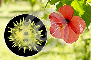 Hibiscus rosa-sinensis flower with close-up view of its pollen grains