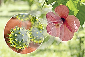 Hibiscus rosa-sinensis flower with close-up view of its pollen grains