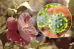 Hibiscus rosa-sinensis flower with close-up view of its pollen grains