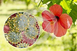 Hibiscus rosa-sinensis flower with close-up view of its pollen grains