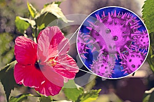 Hibiscus rosa-sinensis flower with close-up view of its pollen grains