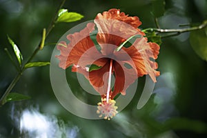 Hibiscus Rosa-Sinensis Flower in the Jungle