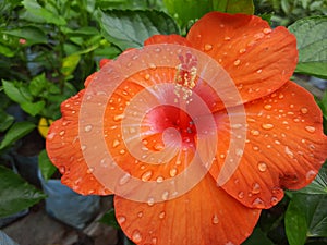Hibiscus rosa-sinensis Flower, Orange color Hibiscus rosa-sinensis Flower with dew drop,  dew on rose mallow Flower. photo