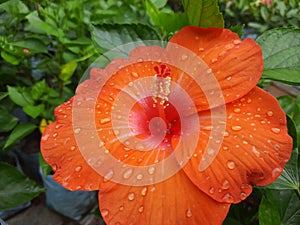 Hibiscus rosa-sinensis Flower, Orange color Hibiscus rosa-sinensis Flower with dew drop,  dew on rose mallow Flower. photo