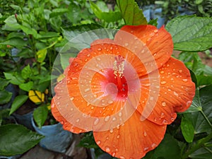 Hibiscus rosa-sinensis Flower, Orange color Hibiscus rosa-sinensis Flower with dew drop,  dew on rose mallow Flower. photo