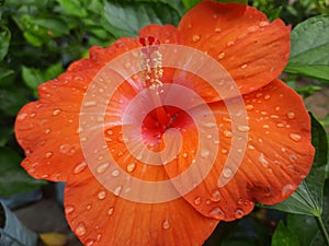 Hibiscus rosa-sinensis Flower, Orange color Hibiscus rosa-sinensis Flower with dew drop,  dew on rose mallow Flower. photo