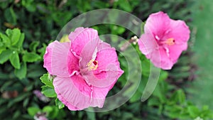 Hibiscus Rosa Sinensis Flowers HD Footage