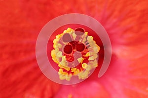 Hibiscus rosa-sinensis photo