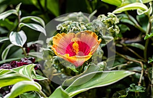 Hibiscus rosa-sinensis, known colloquially as Chinese hibiscus, China rose photo